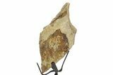 Fossil Triceratops Skull Section w/ Metal Stand - South Dakota #378573-1